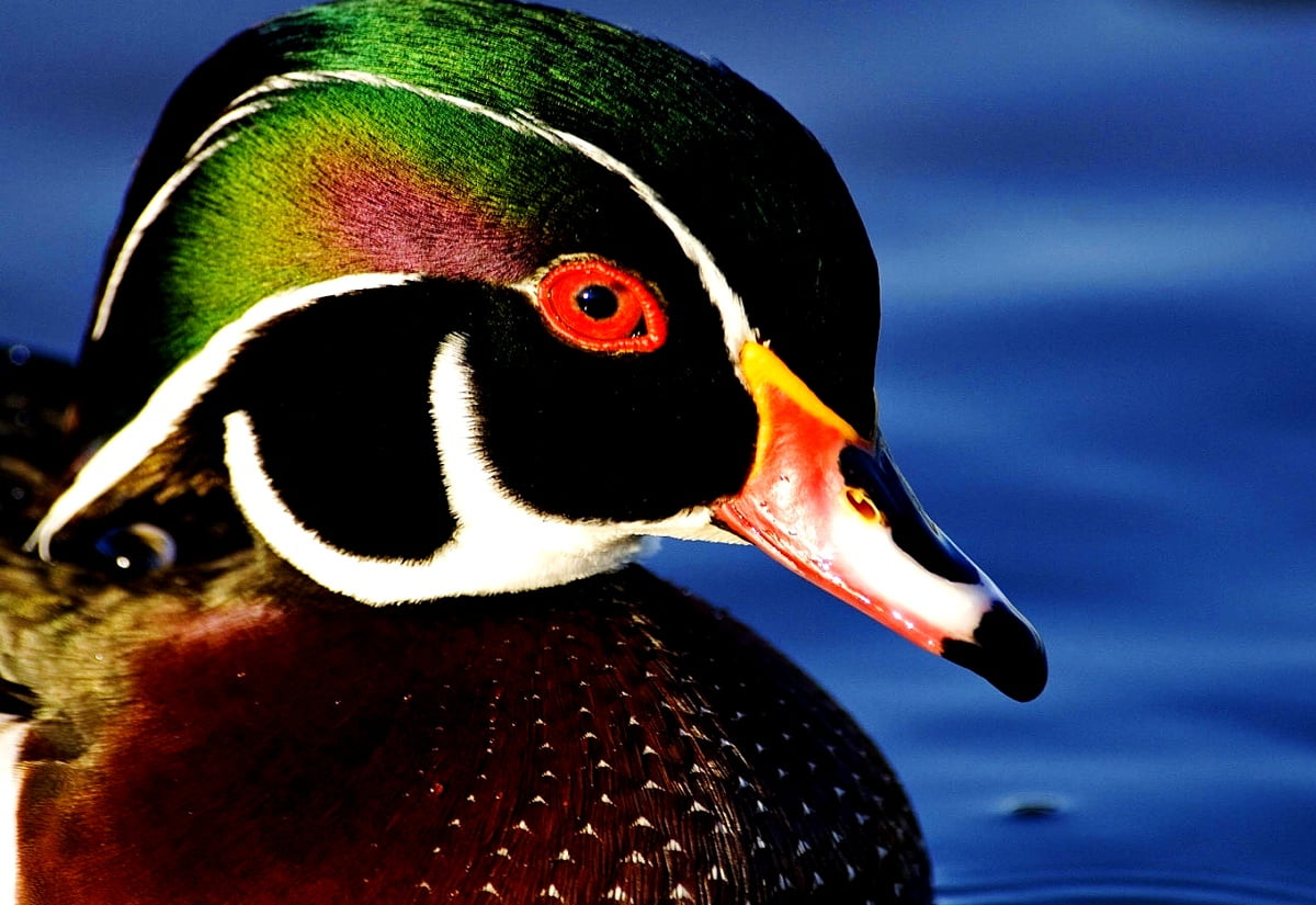 Wood duck wallpaper HD. Download Free background