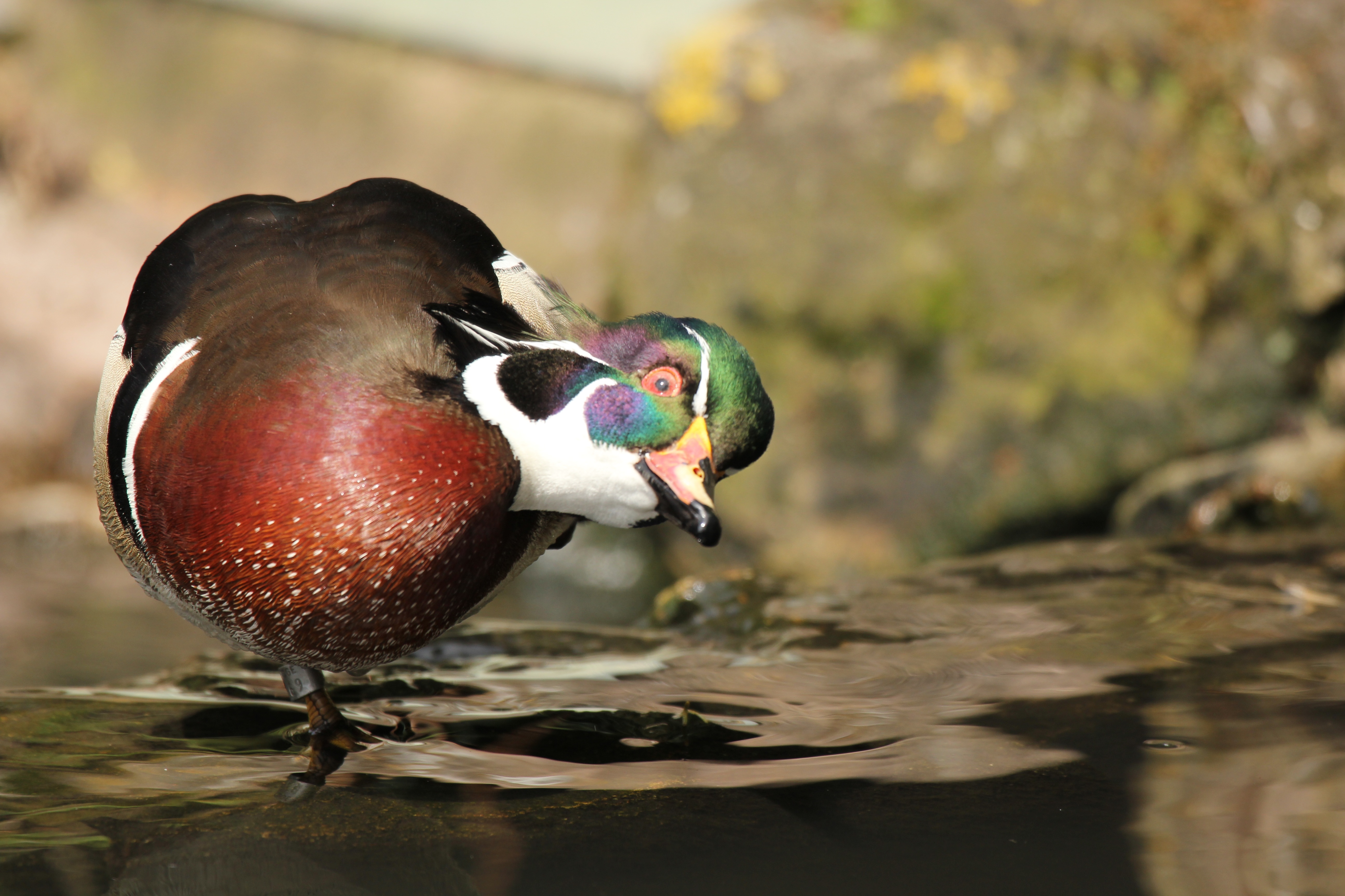 Free Image, wildlife, beak, fauna, close up, waterfowl, water bird, mallard, birding, wood duck, ducks geese and swans, wildl 5184x3456