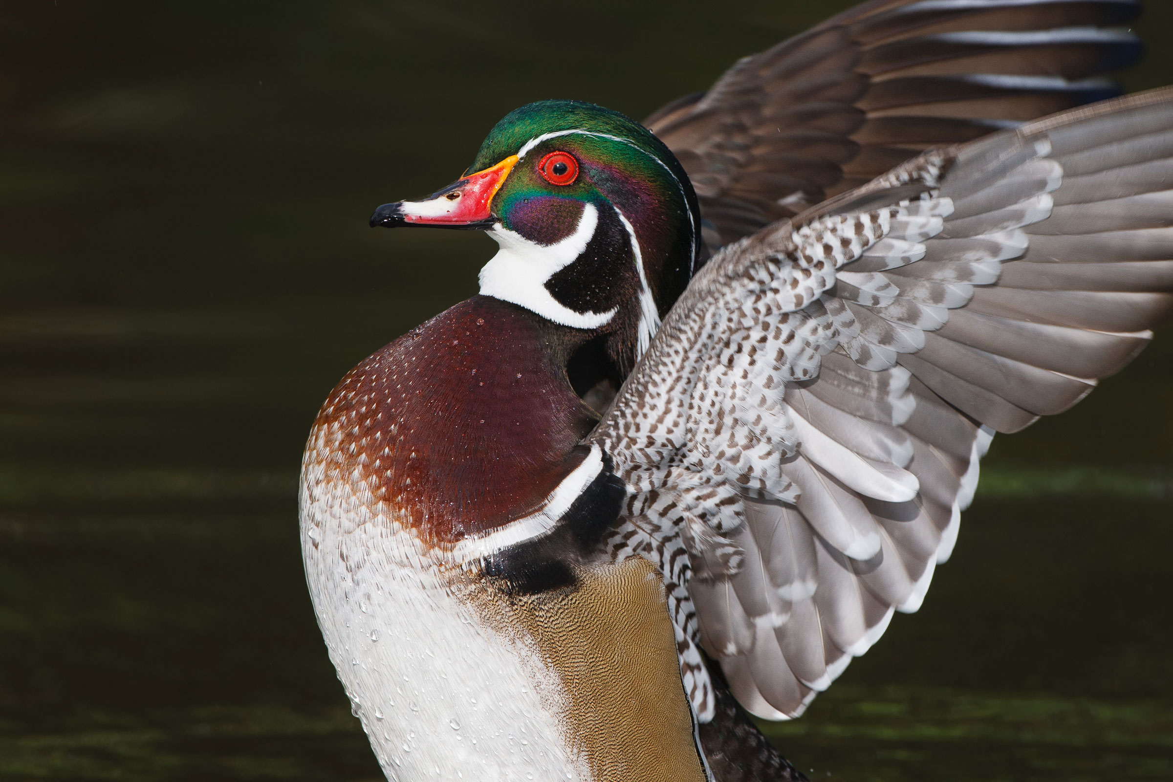 How to Take the Best Duck Photo