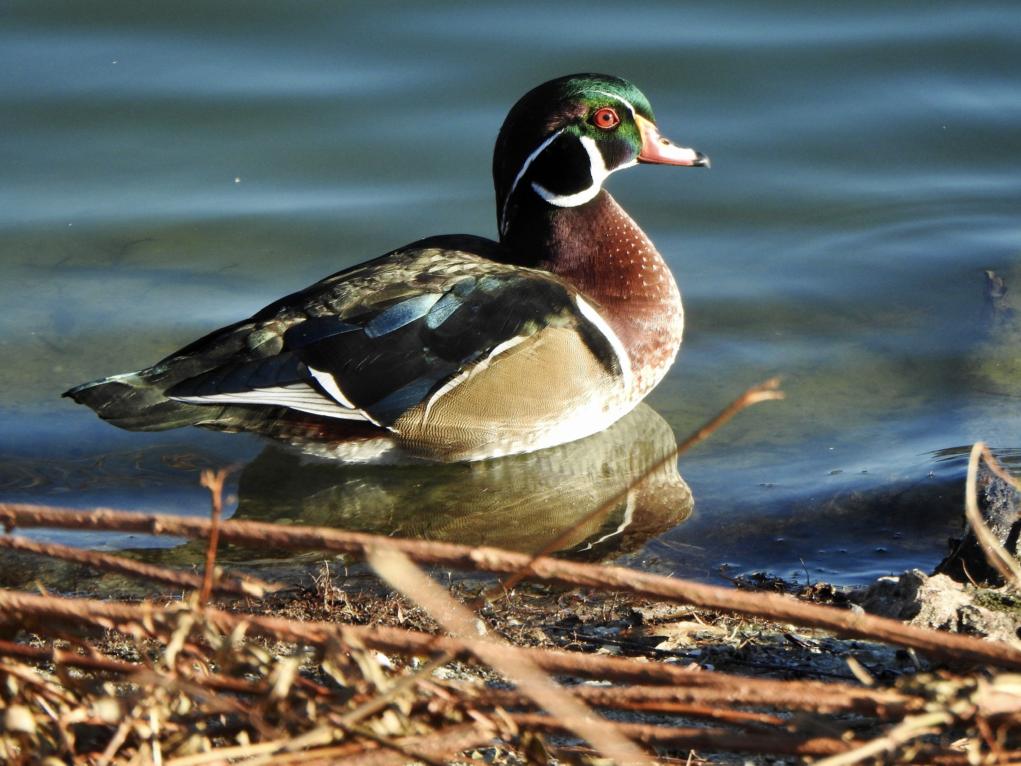 Wood Duck