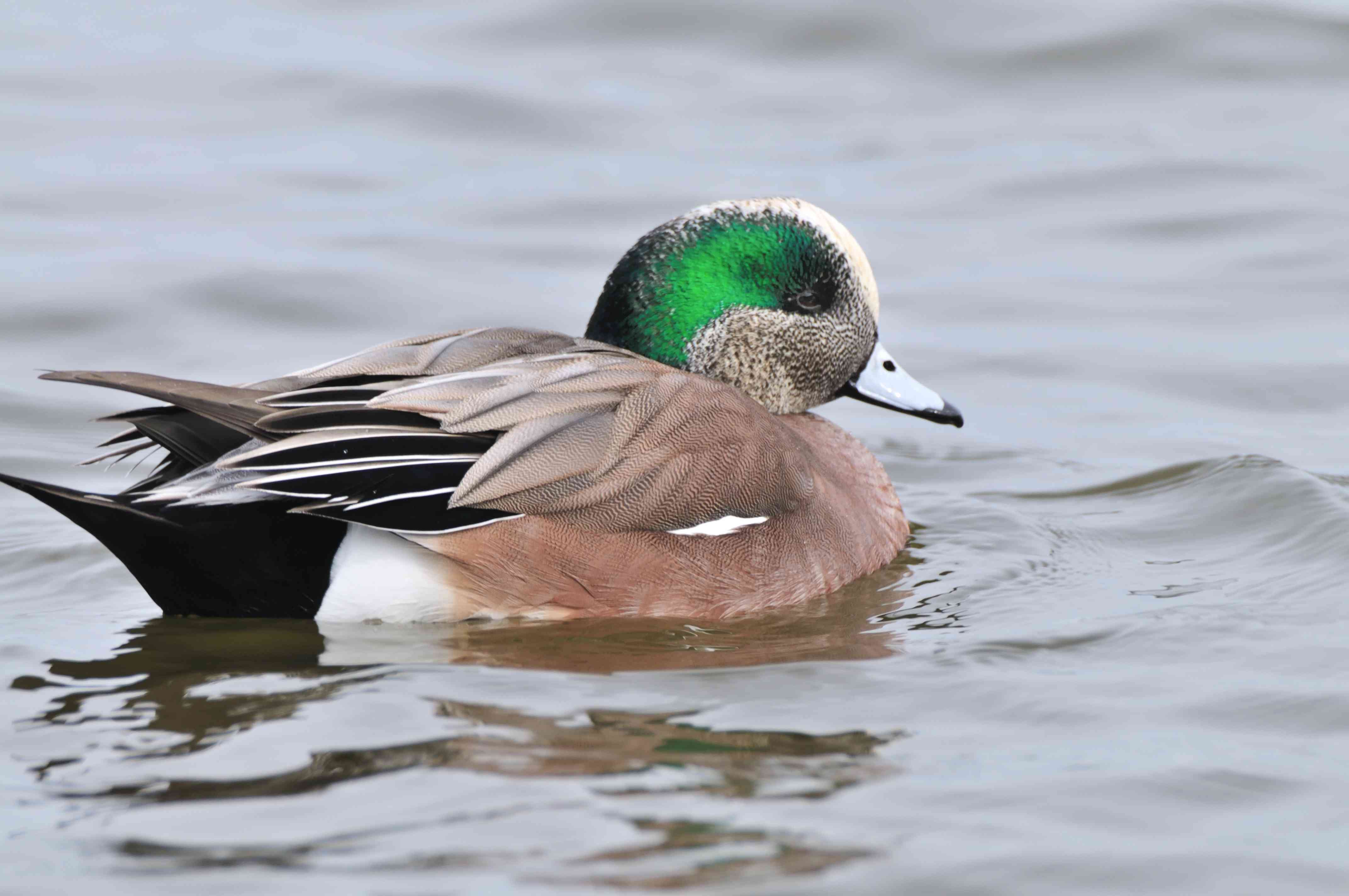 A Picture Gallery of Ducks