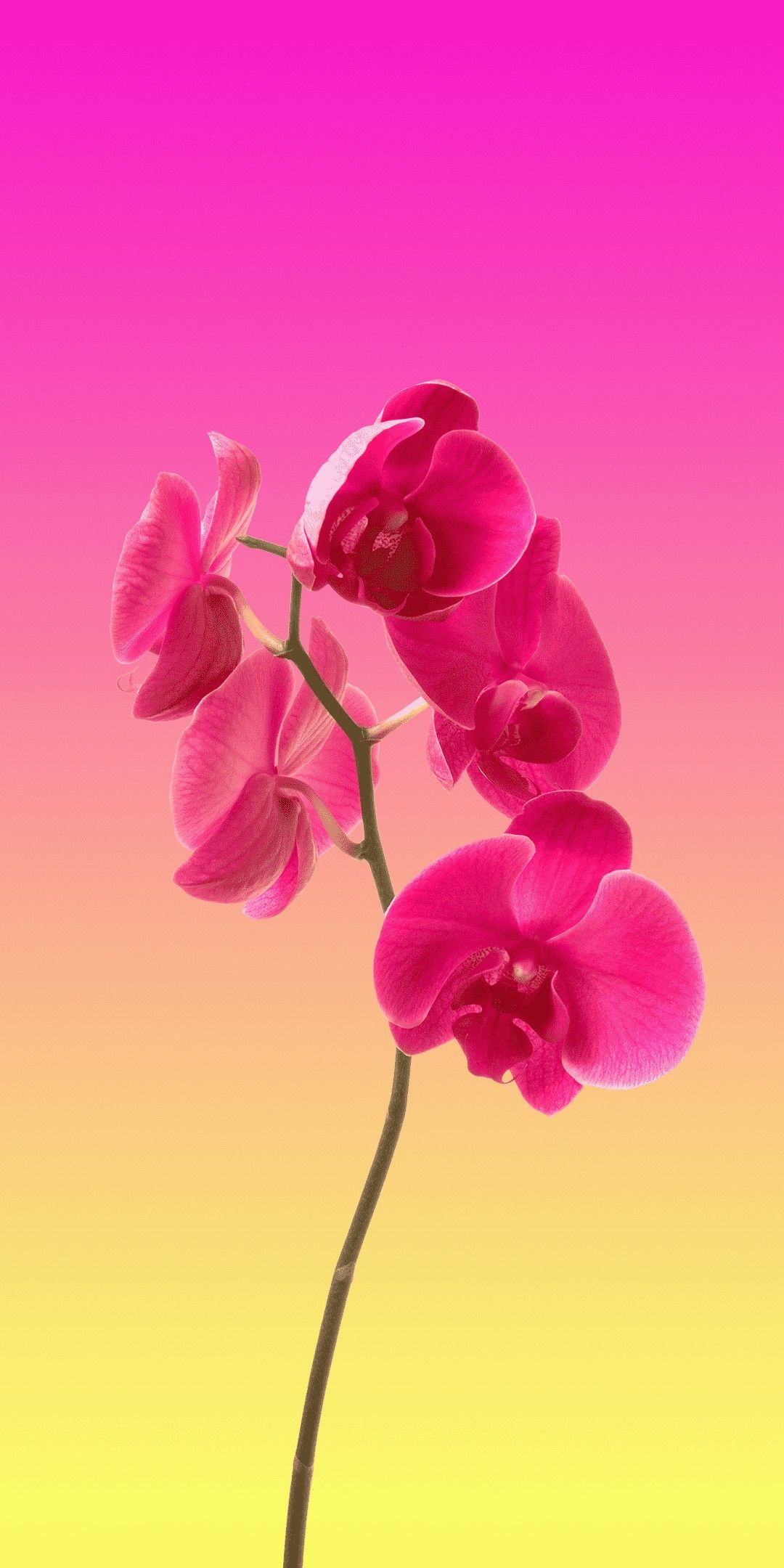 Orchid Minimal Wallpaper 1080X2160. Flower iphone wallpaper, HD flower wallpaper, Orchid wallpaper