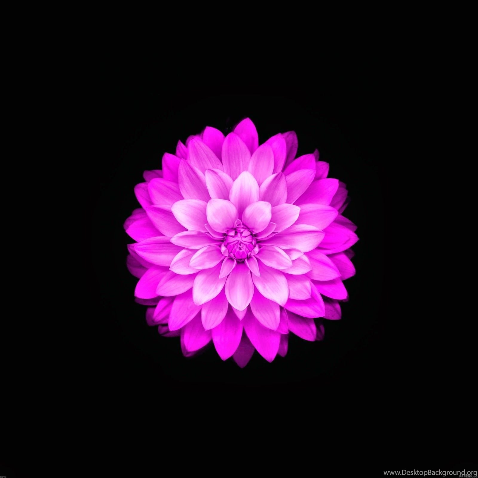 iPhone Ios Flower Wallpaper Desktop Background