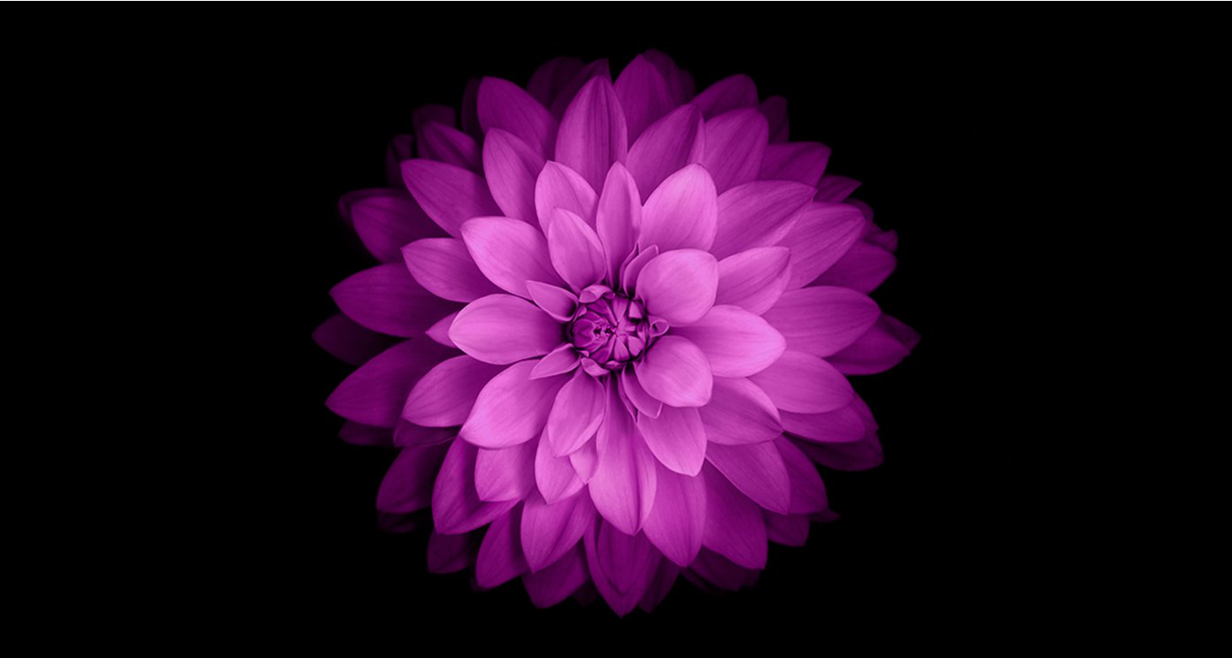 iOS 8 Flower Wallpaper