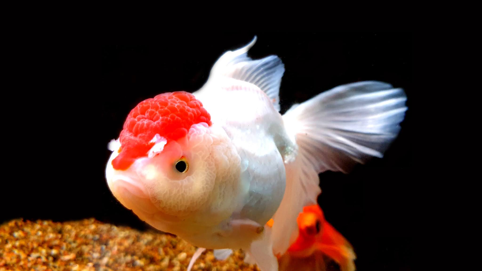 Oranda Wallpapers - Wallpaper Cave