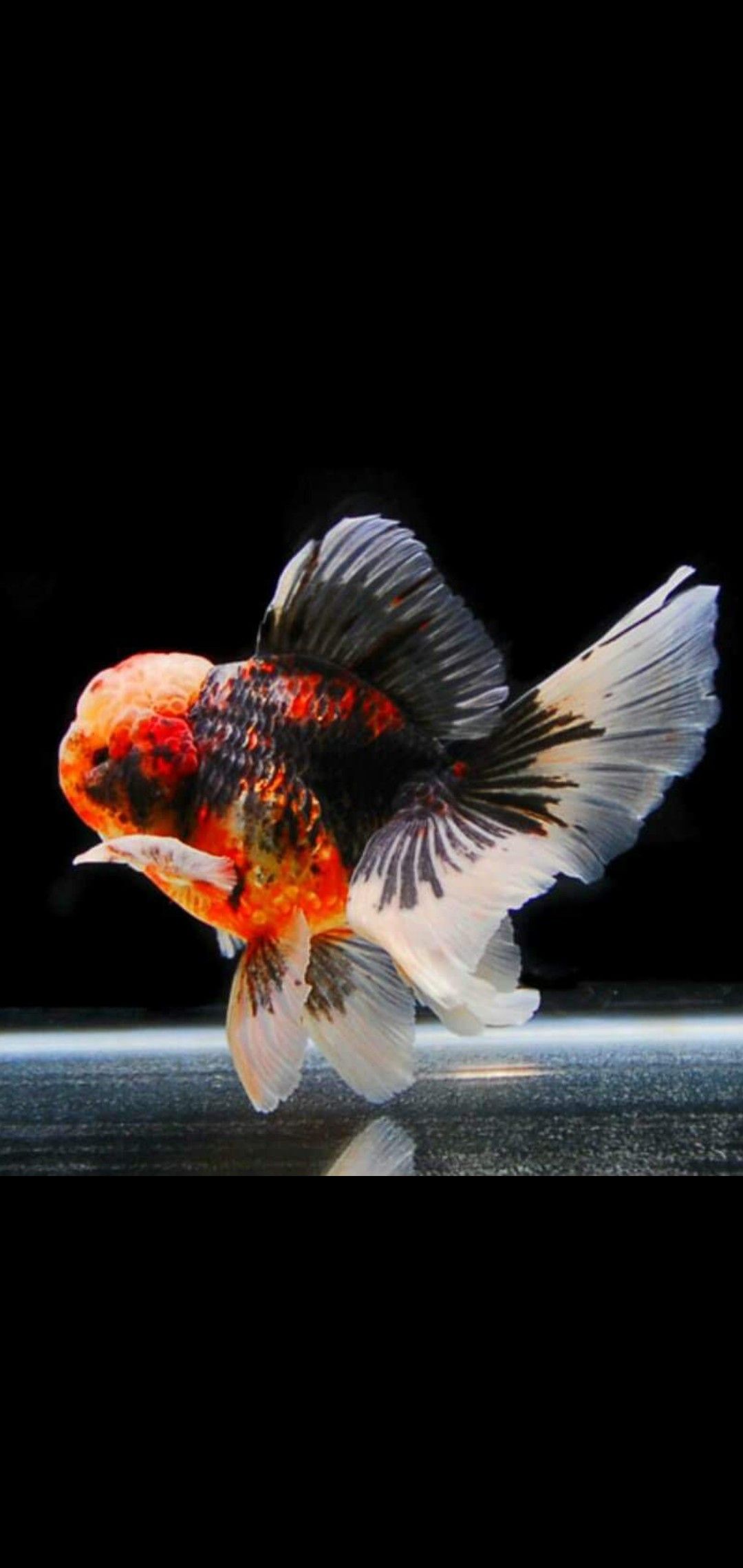 Oranda Wallpapers - Wallpaper Cave
