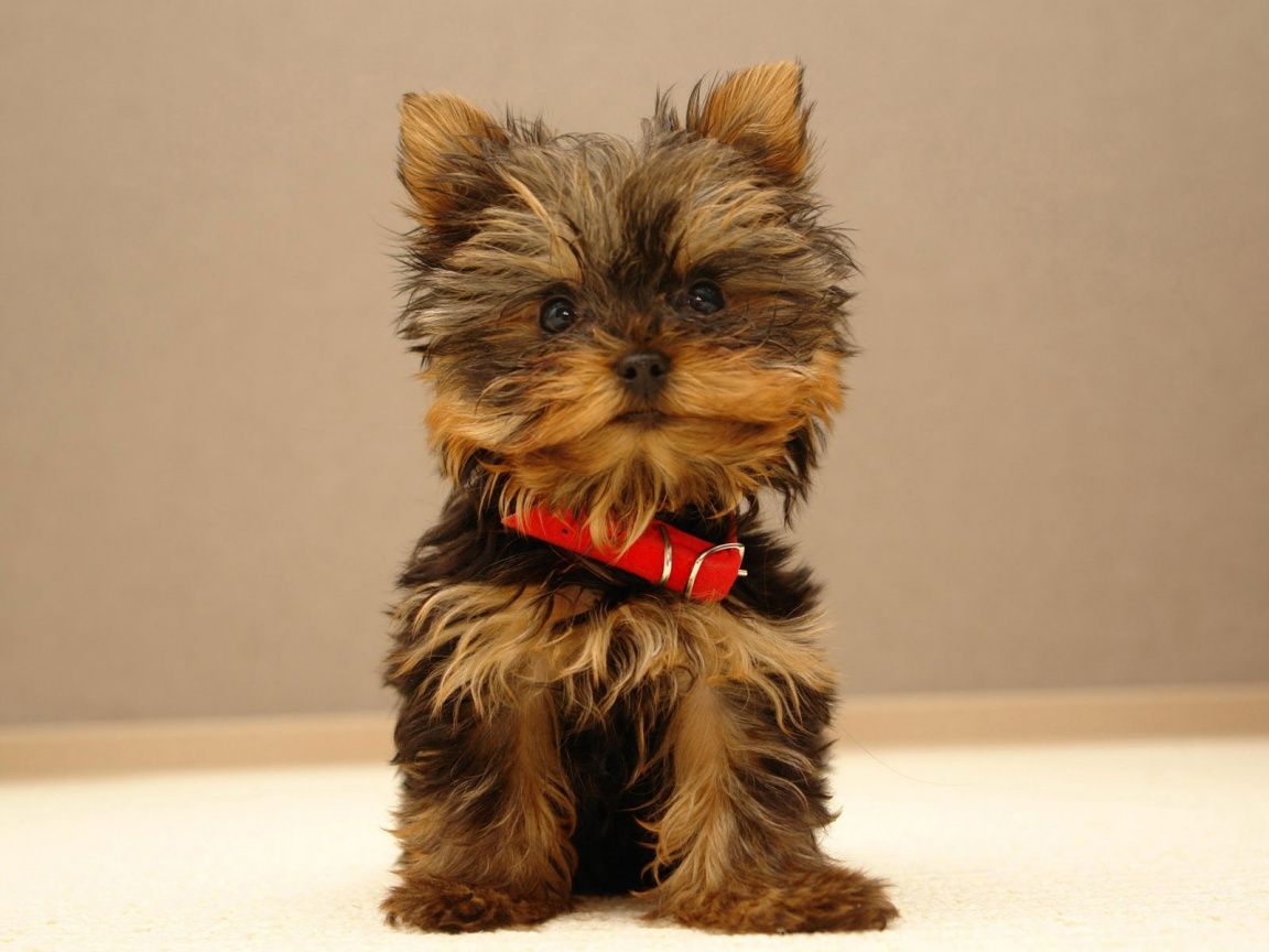 yorkshire terrier Image. Cute puppy wallpaper, Puppy wallpaper, Cute small dogs
