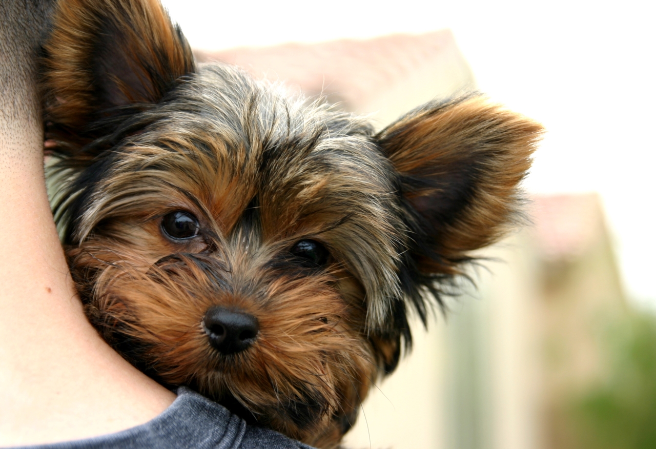 Free download Wallpaper HD Yorkie Puppies Dogs HD Wallpaper Yorkie [1280x876] for your Desktop, Mobile & Tablet. Explore Yorkie Dog Wallpaper. Yorkshire Terrier Wallpaper, Yorkie Picture Wallpaper, Yorkie Desktop Wallpaper