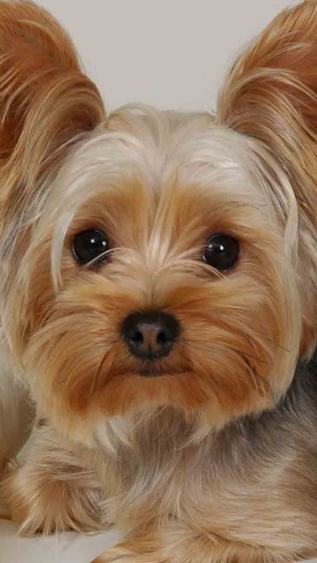 Yorkie Picture