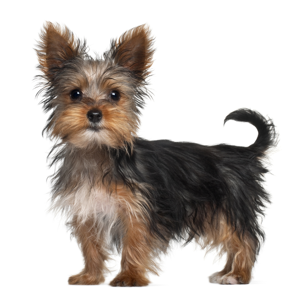 Preview Yorkshire Terrier