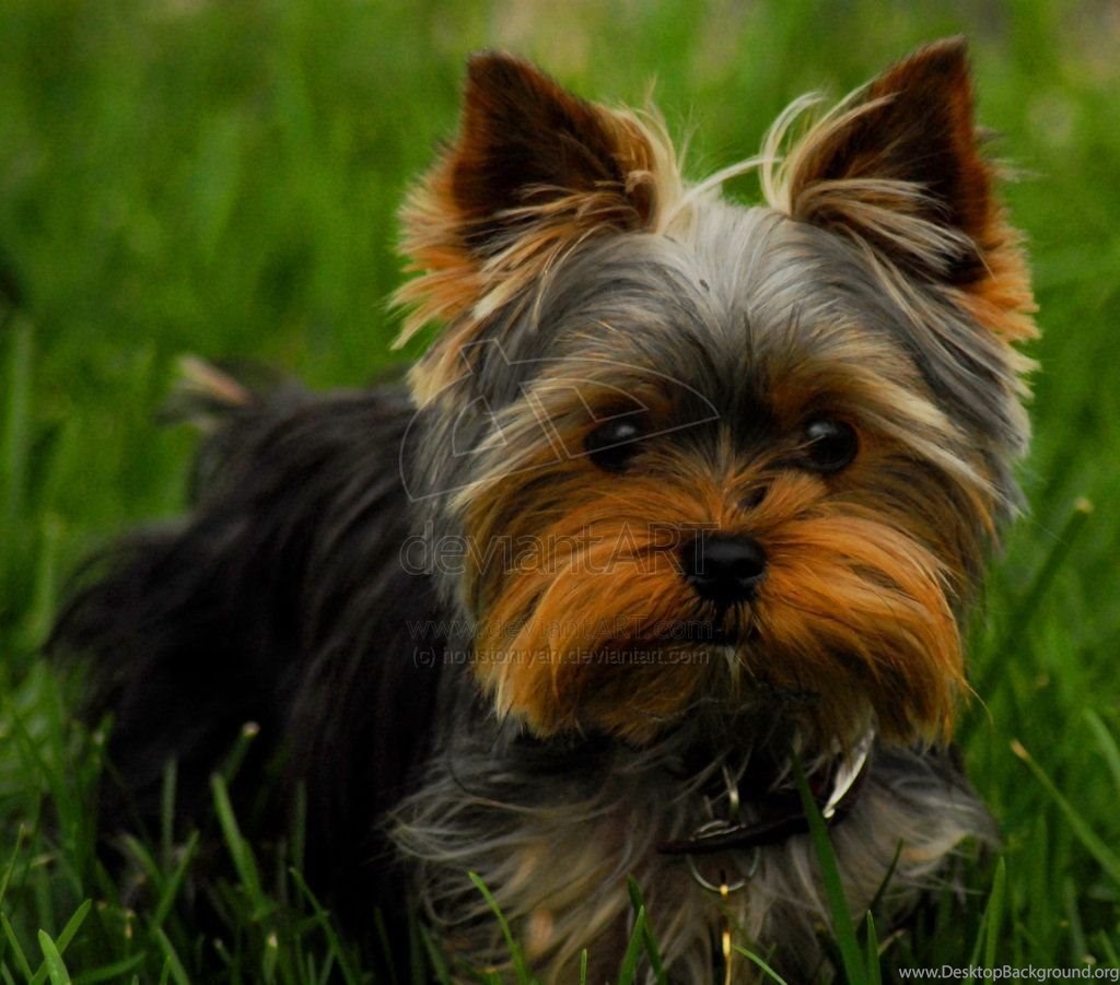 Yorkshire Terrier Wallpaper Background The Dog Wallpaper Best. Desktop Background