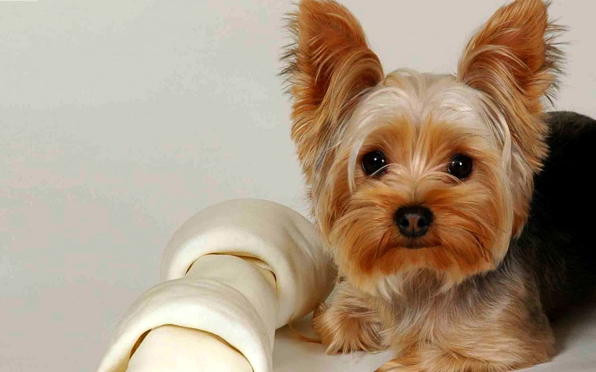 Background image Dogs, Yorkshire Terrier, Puppies. TOP Free image