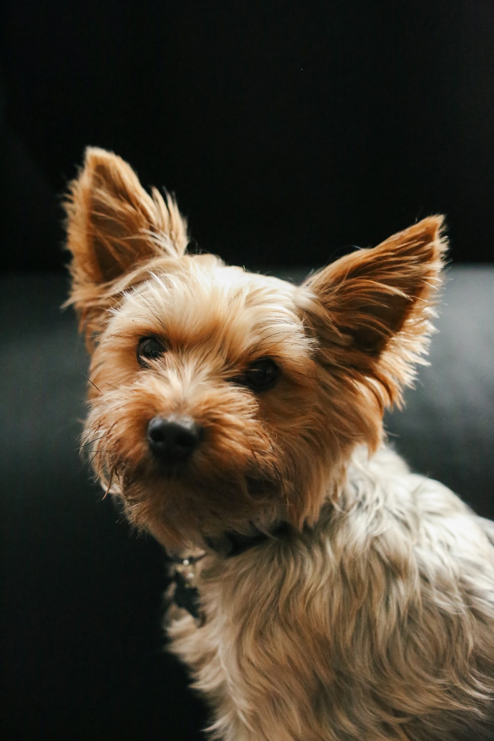 Yorkie Picture. Download Free Image
