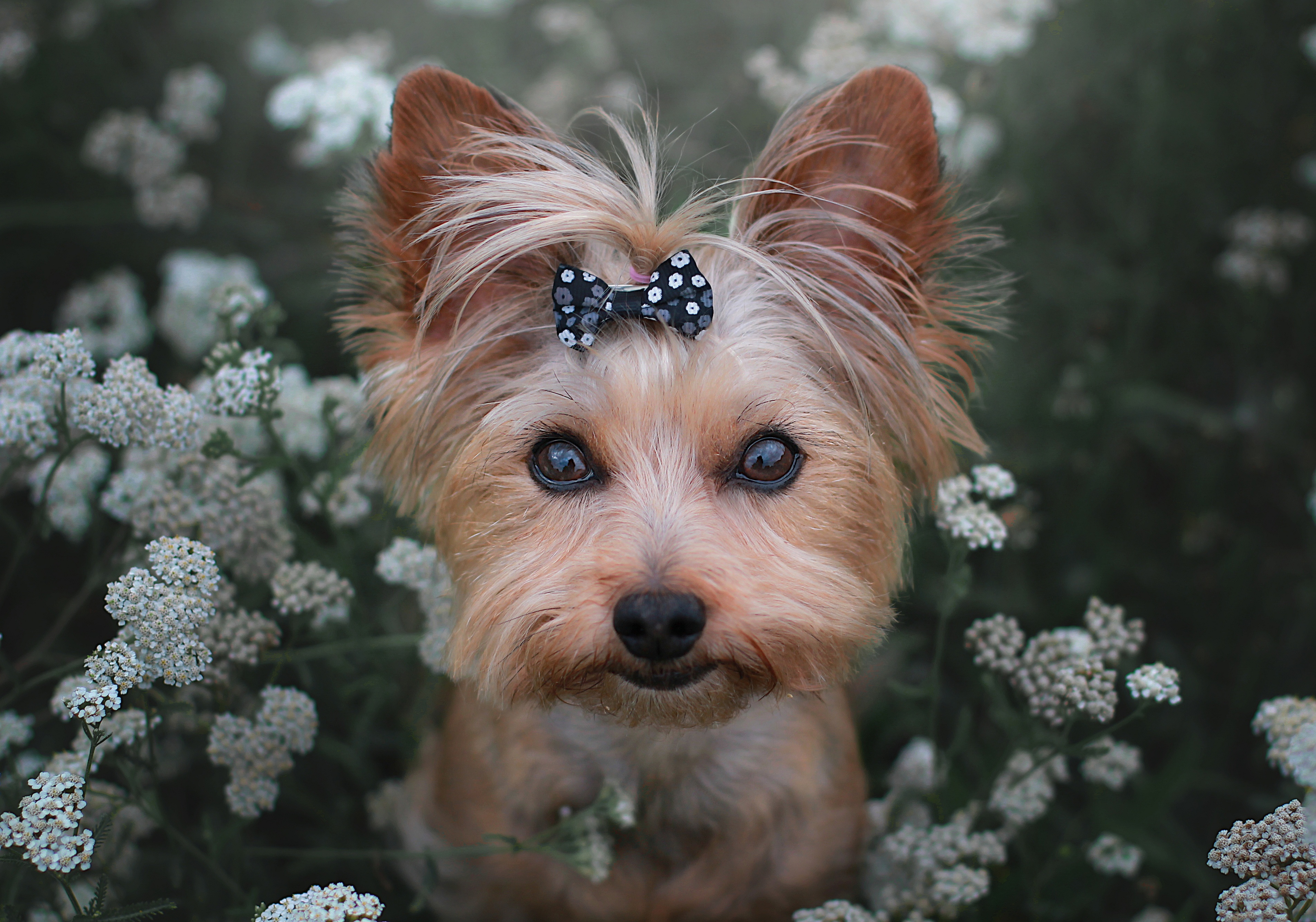 Yorkshire Terrier HD Wallpaper