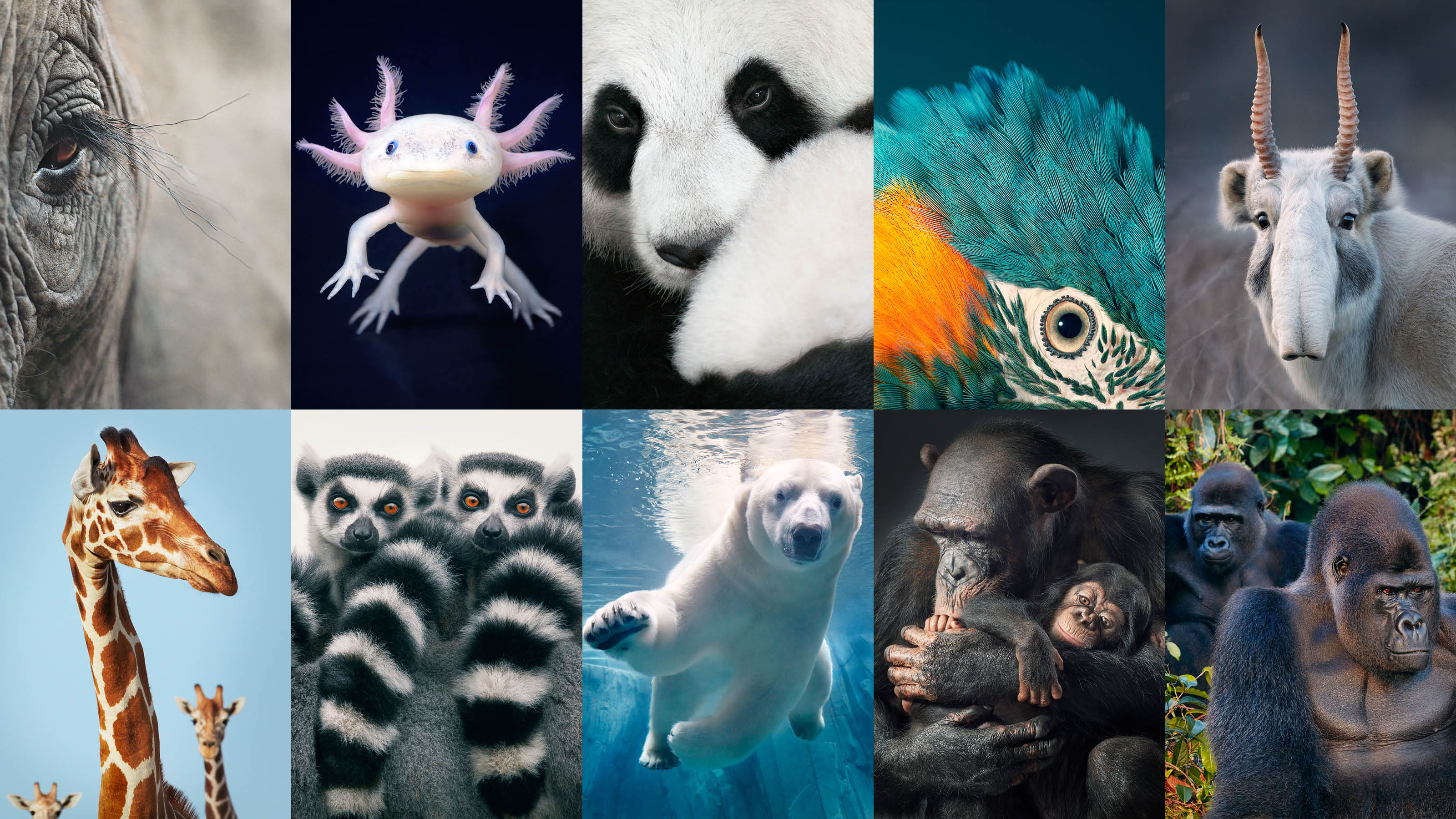 endangered animals we need to save now