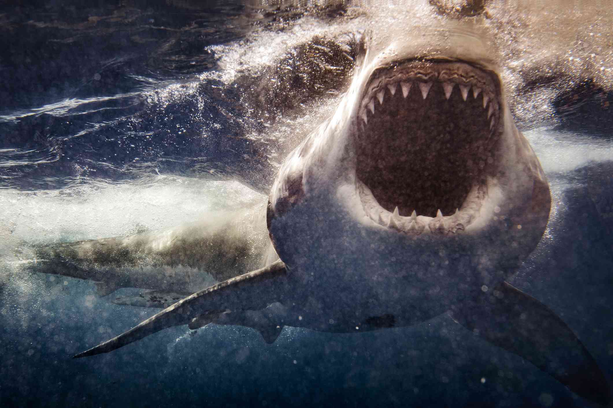 How New Technologies Could Prevent Shark Attacks