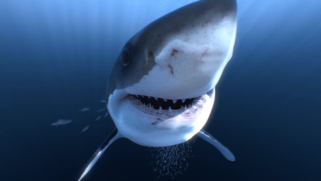 Great White Sharks 360 Video 4K!! encounter on Amazing Virtual Dive