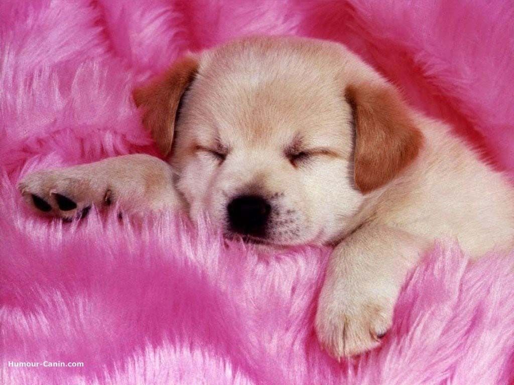 Two of my favorite things in one photo. Monday just turned adorable. Cute dog wallpaper, Sleeping puppies, Baby dogs