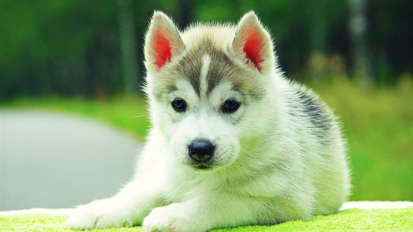Free download Baby Puppy Wallpaper [1366x768] for your Desktop, Mobile & Tablet. Explore Baby Dog Wallpaper. Cute Puppies Wallpaper, Cute Cats and Dogs Wallpaper, Cute Dog Wallpaper for Desktop