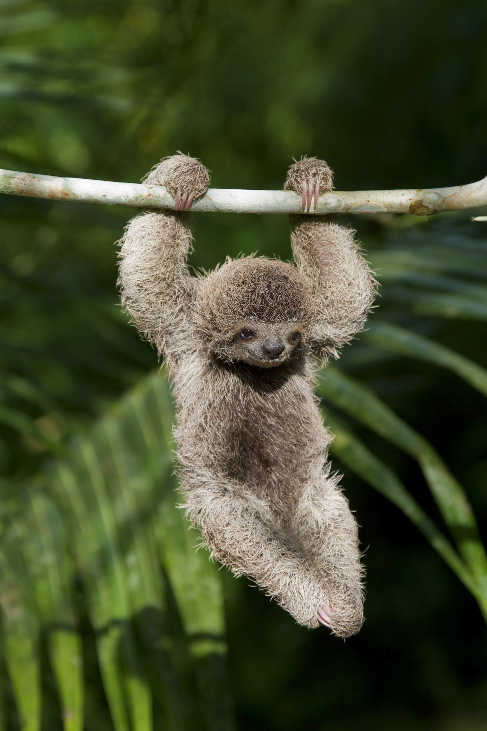 1667x2500, International Sloth Day Credit In There Baby Sloth