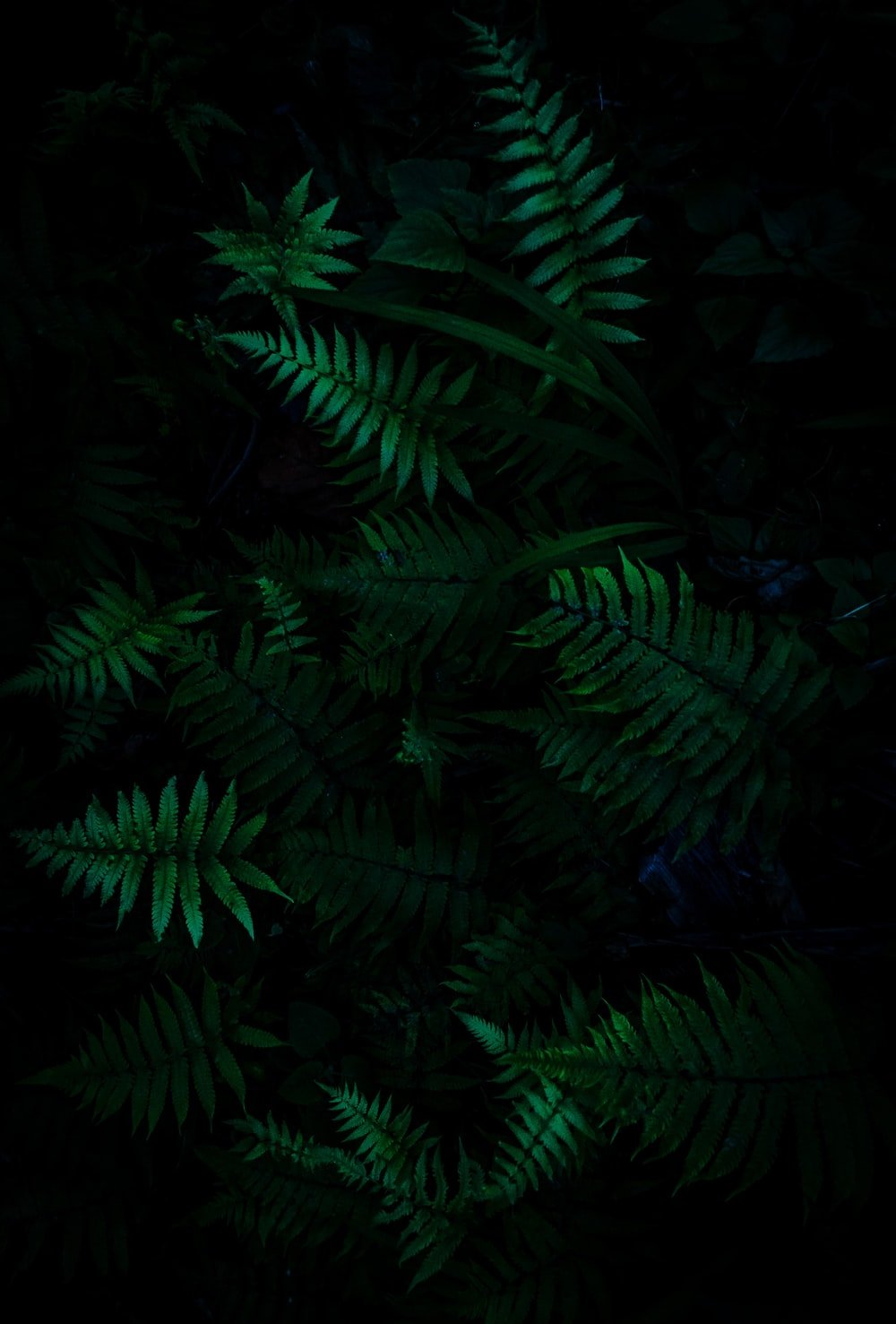 Black And Green Picture. Download Free Image