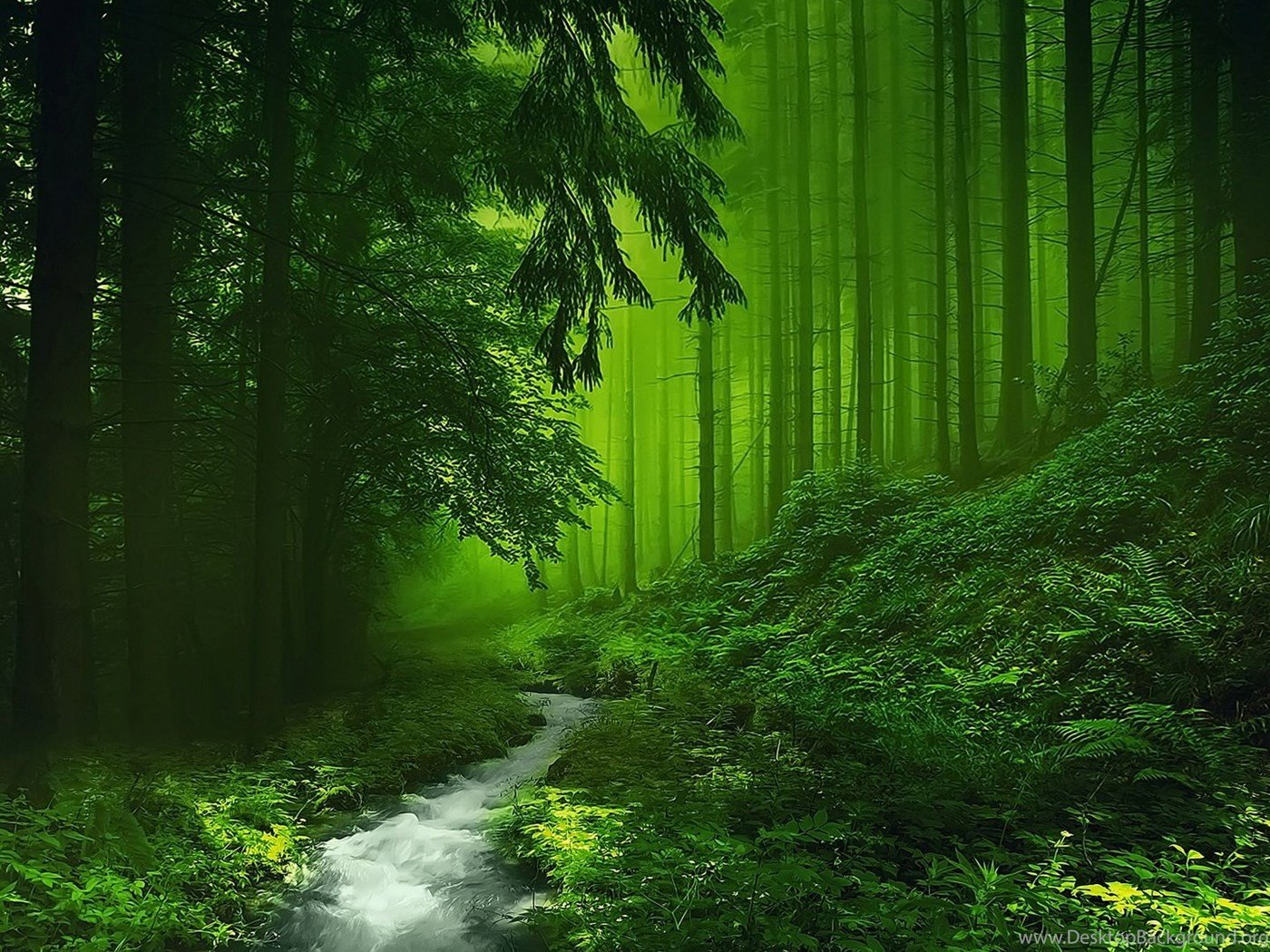 HD Green Forest Wallpaper Desktop Background