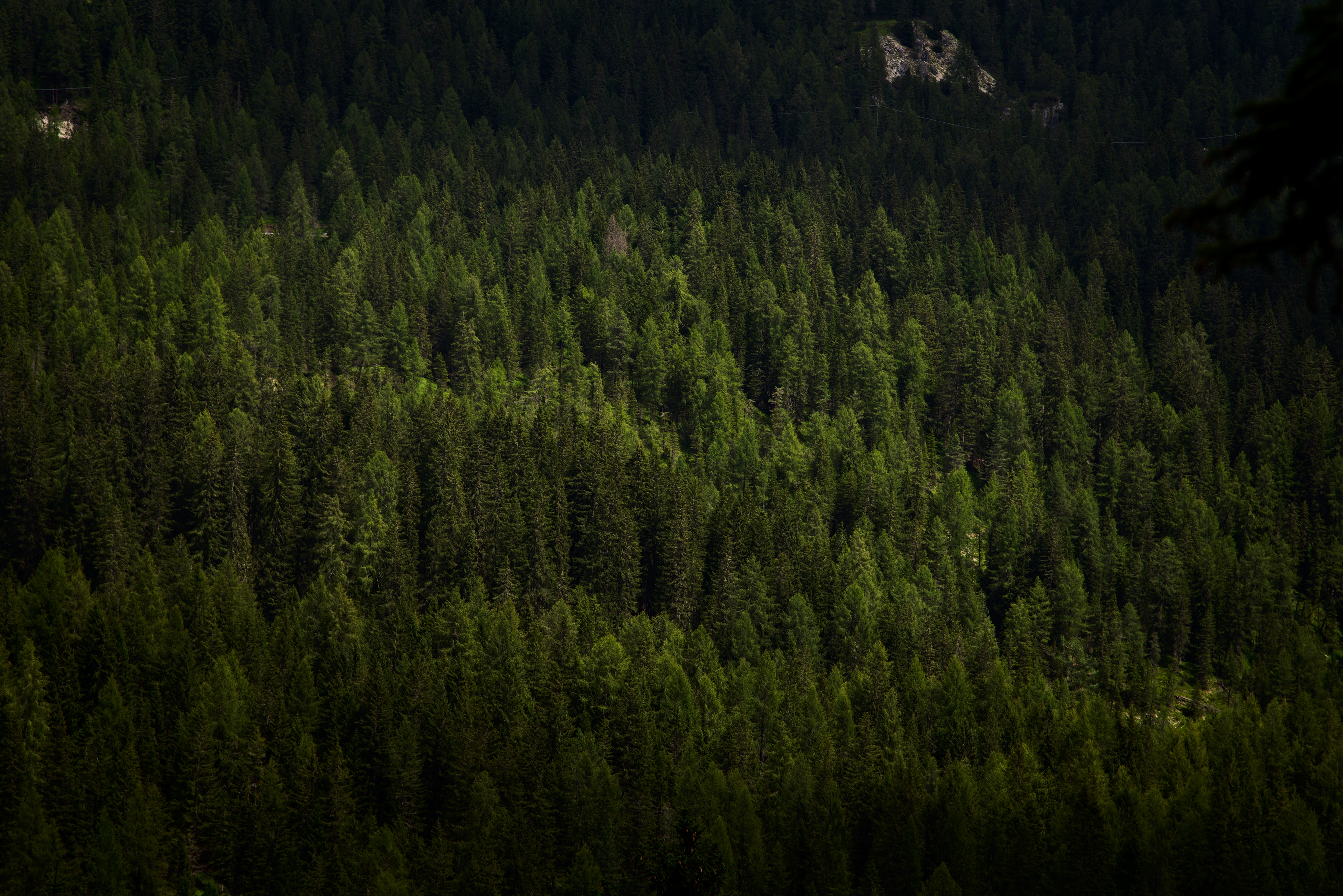 Download wallpaper 4904x3272 forest, trees, aerial view, green, vegetation, dark HD background