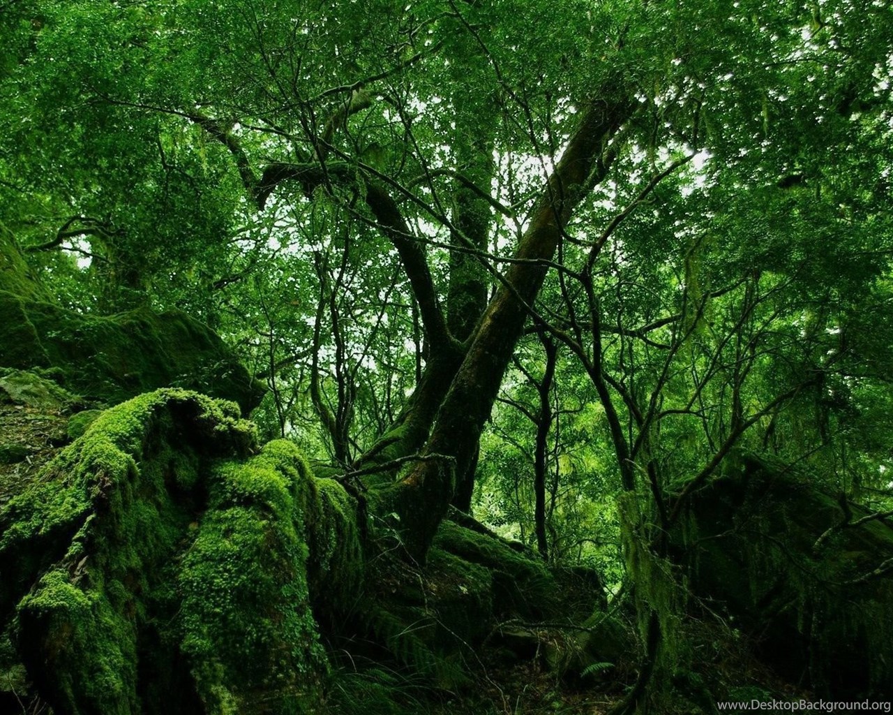 Green Forest Vegetation Desktop PC And Mac Wallpaper Desktop Background