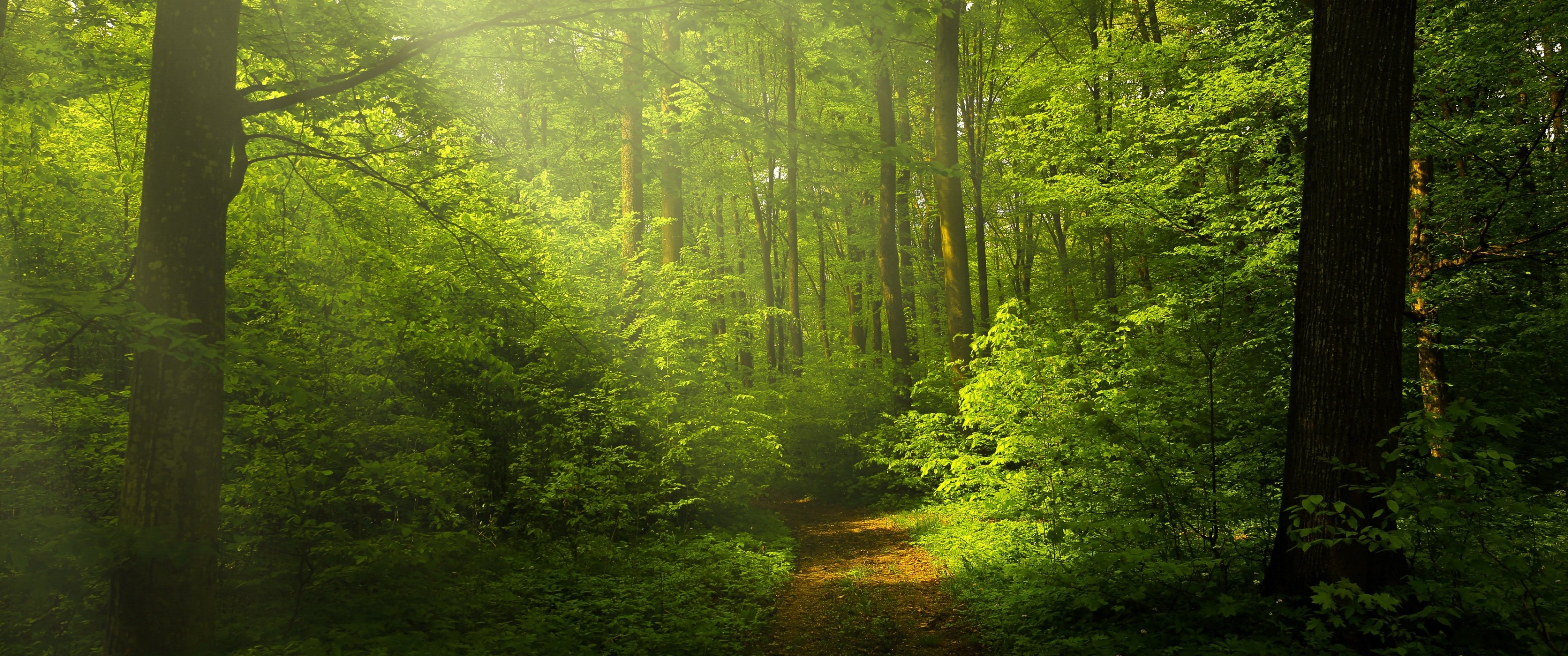 Green Forest Wallpaper 4K, Woods, Trails, Pathway, Sun rays, Glade, Scenery, Nature