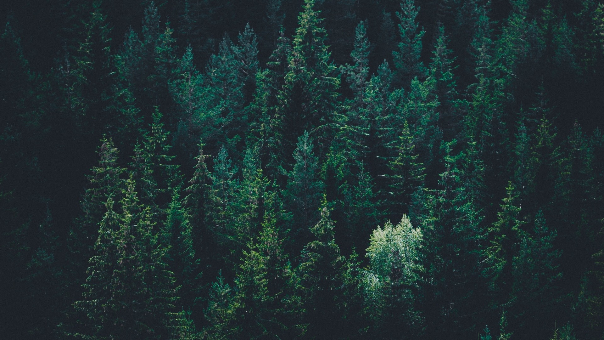 Trees, top view, forest, dark. picture, photo, desktop wallpaper