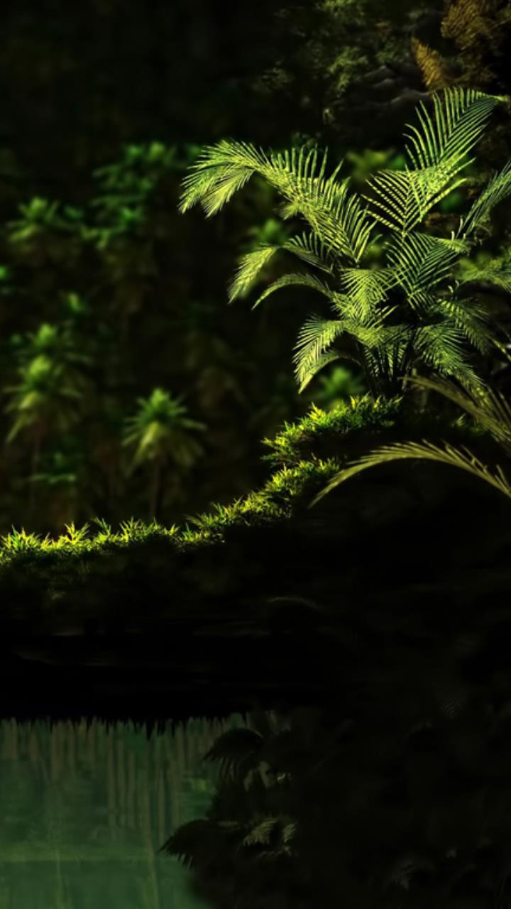green plant dark shadow forest wallpaper HD Mobile, Desktop Wallpaper