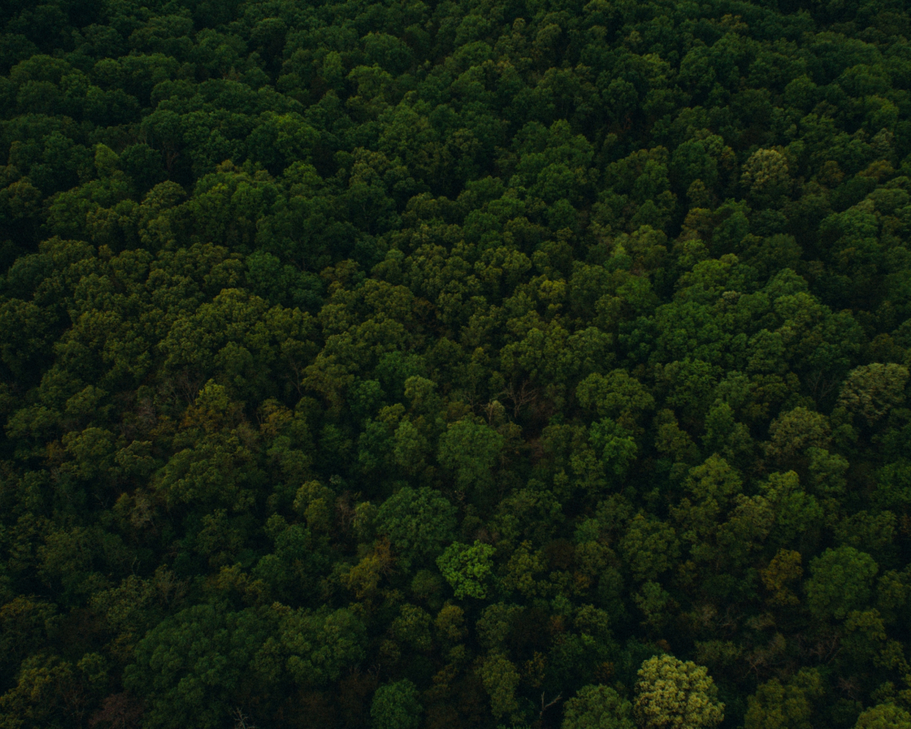 Desktop Wallpaper Trees, Top View, Green Forest, Nature, HD Image, Picture, Background, Fppwxg