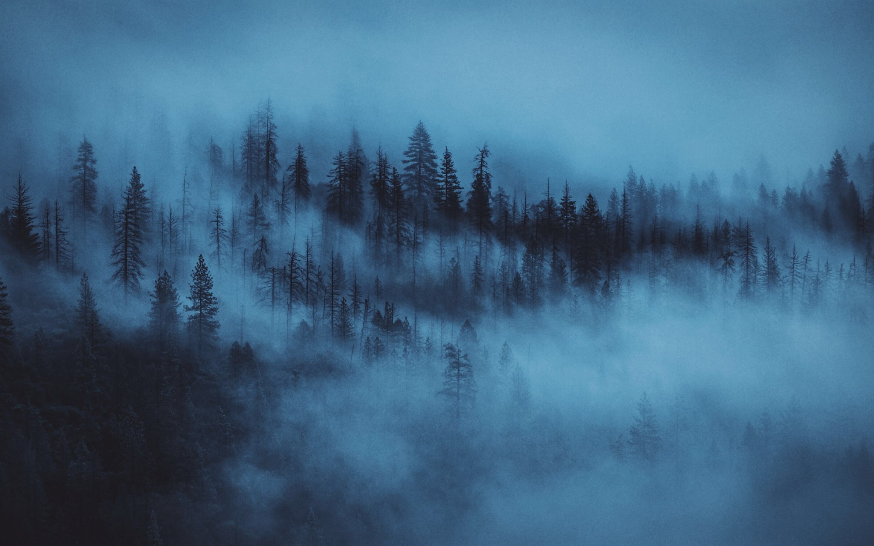 Download dark, mist, trees, forest 2880x1800 wallpaper, mac pro retaia, 2880x1800 image, background, 16864