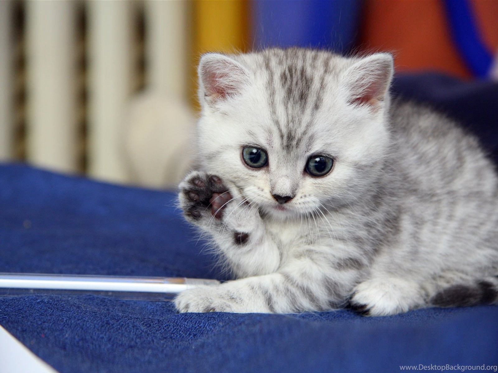 Cute Kitty Wallpaper Cats Wallpaper Zone Desktop Background