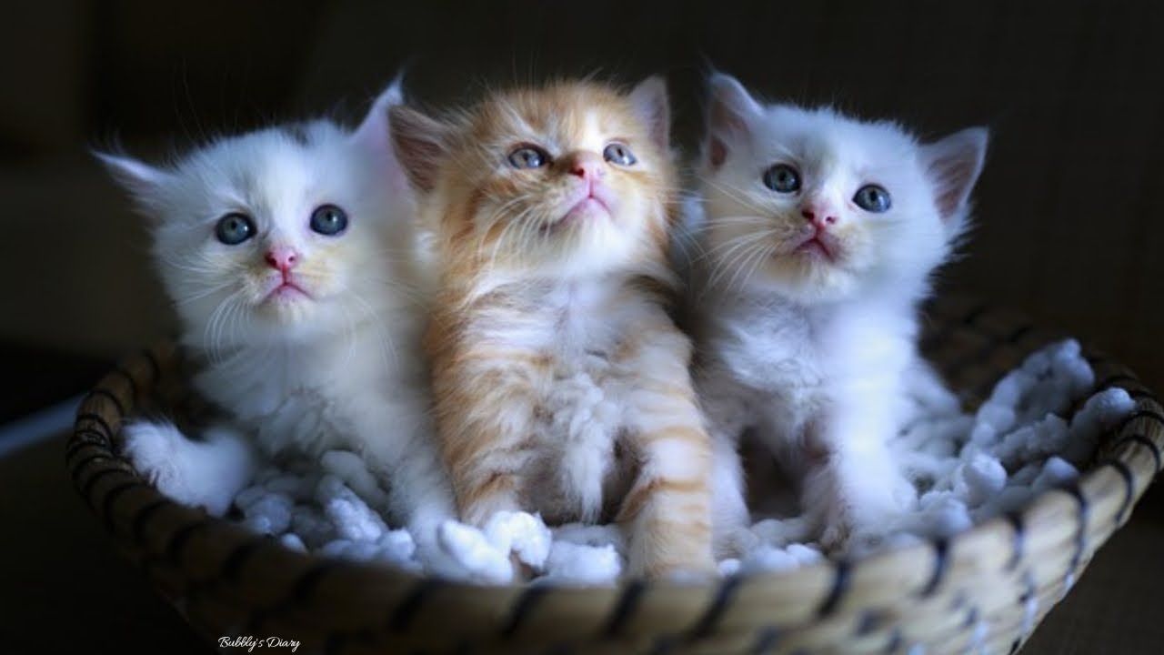 Cute Cats Picture Of The Most Cute Cats and Kittens