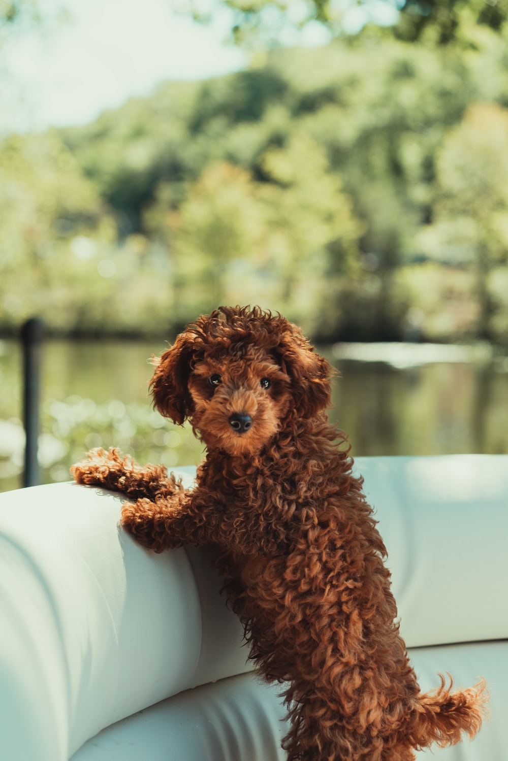 Miniature Poodle Wallpapers - Wallpaper Cave