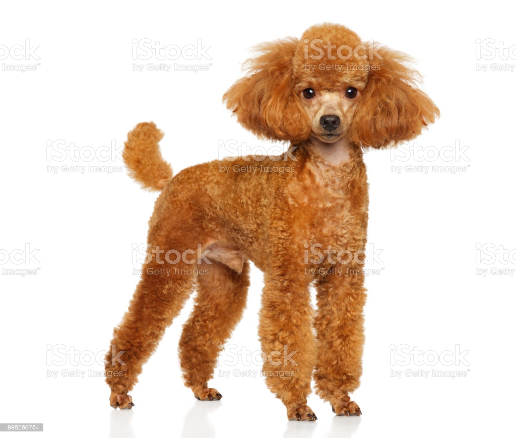 Miniature Poodle Puppy Image Now