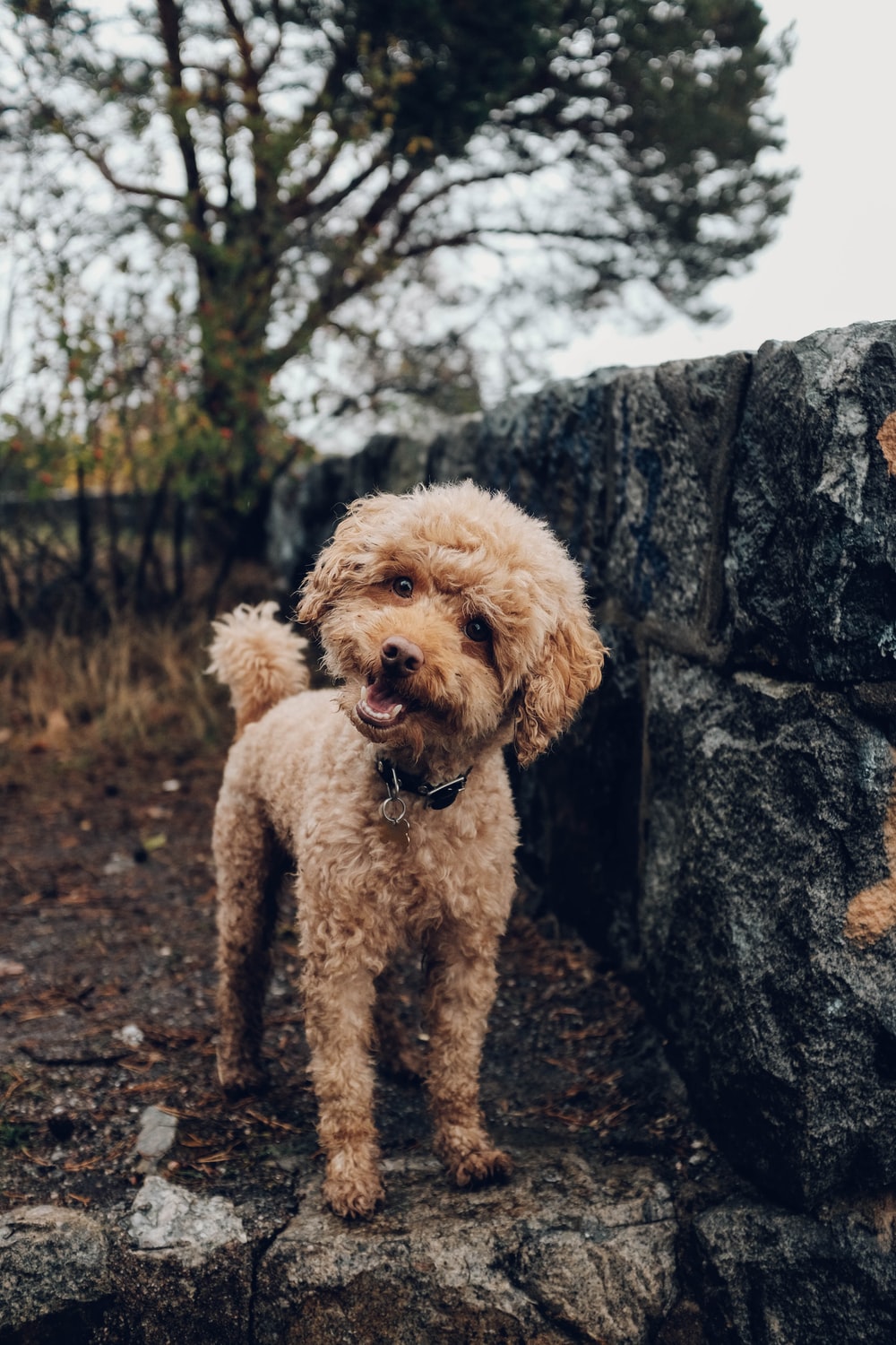 Miniature Poodle Picture. Download Free Image