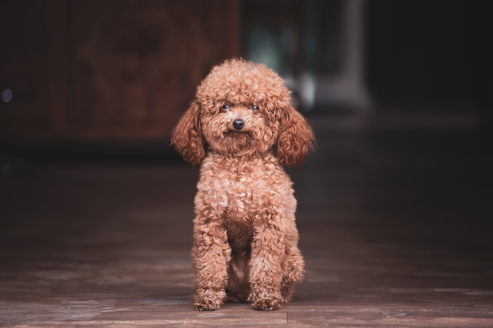 The Miniature Poodle: Guide to a Clever, Graceful Breed