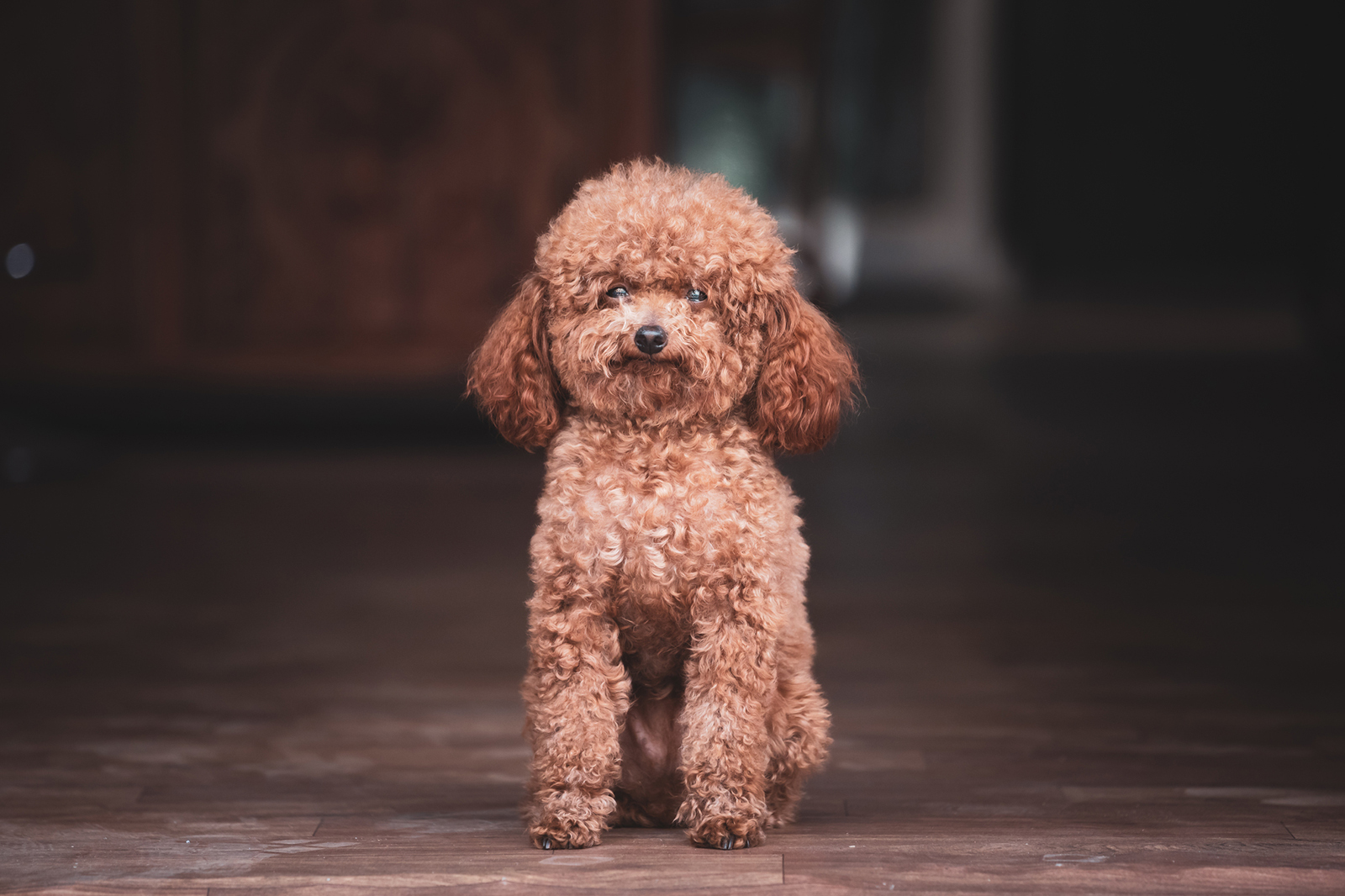 Miniature Poodle Wallpapers - Wallpaper Cave