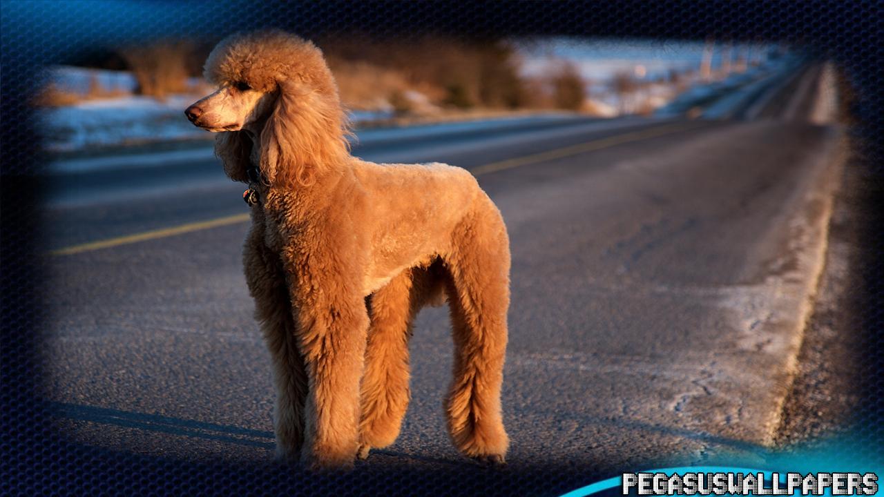 Poodle Pack 2 Wallpaper for Android