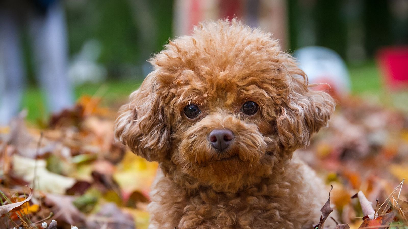 Download wallpaper 1600x900 poodle, dog, puppy, leaves widescreen 16:9 HD background