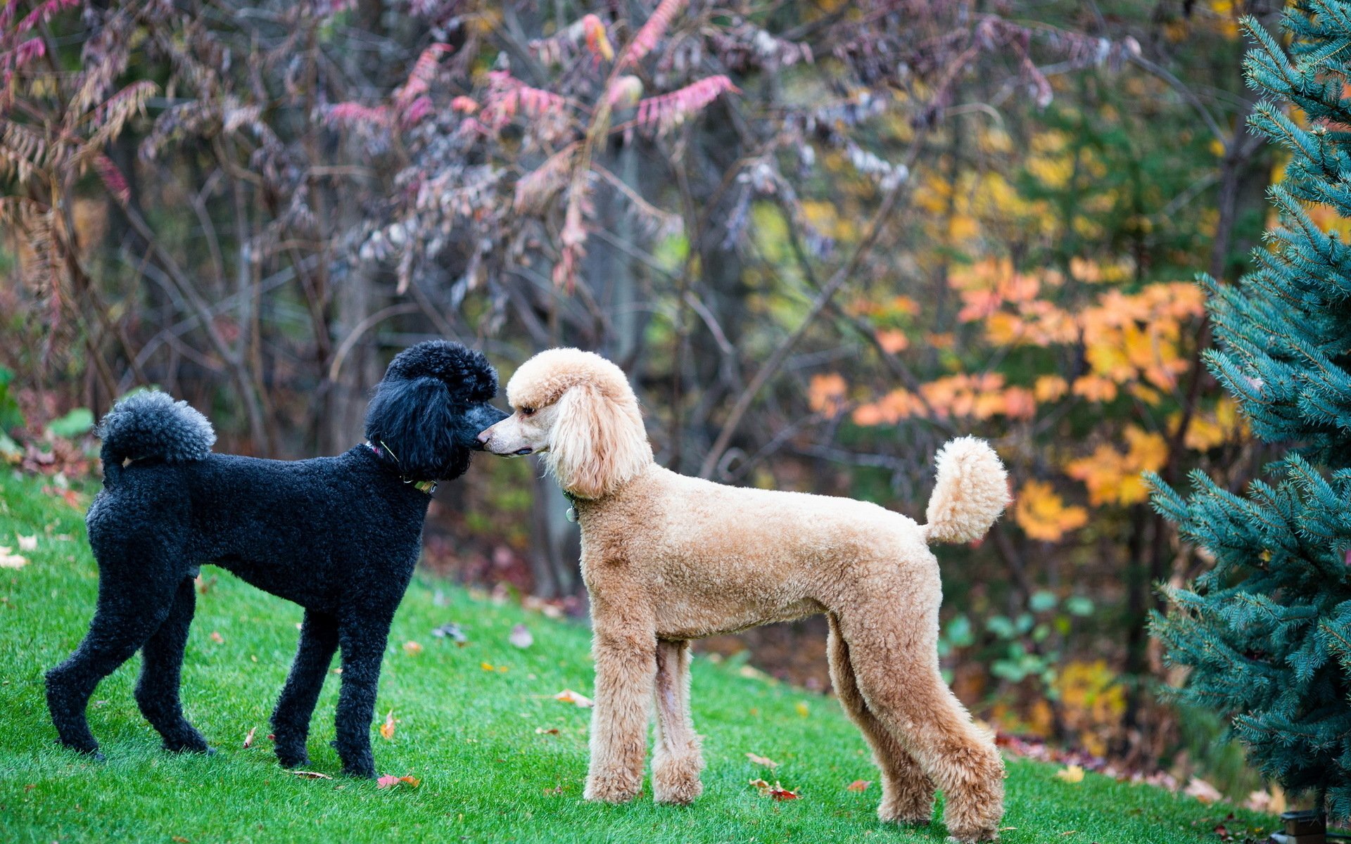 Standard Poodle HD Wallpaper and Background Image