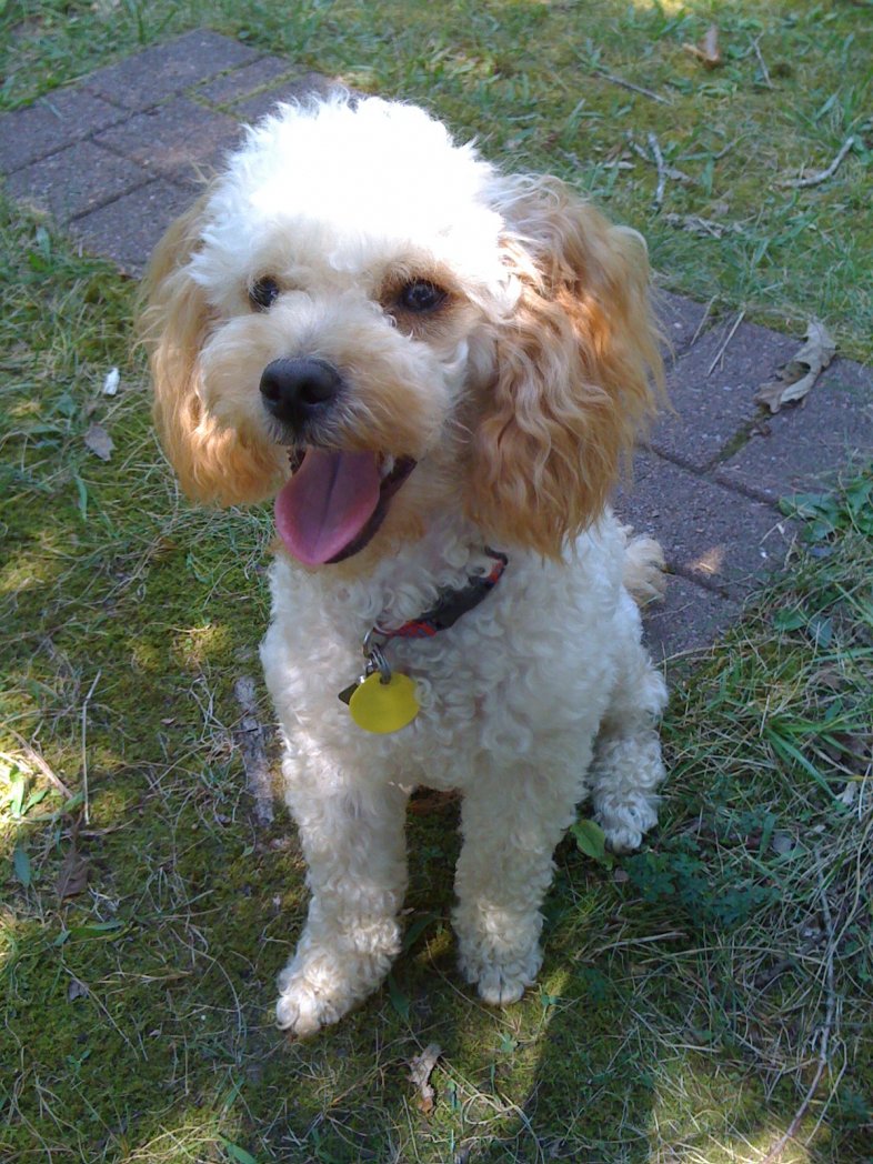 Cute Poodle dog photo and wallpaper. Beautiful Cute Poodle dog picture