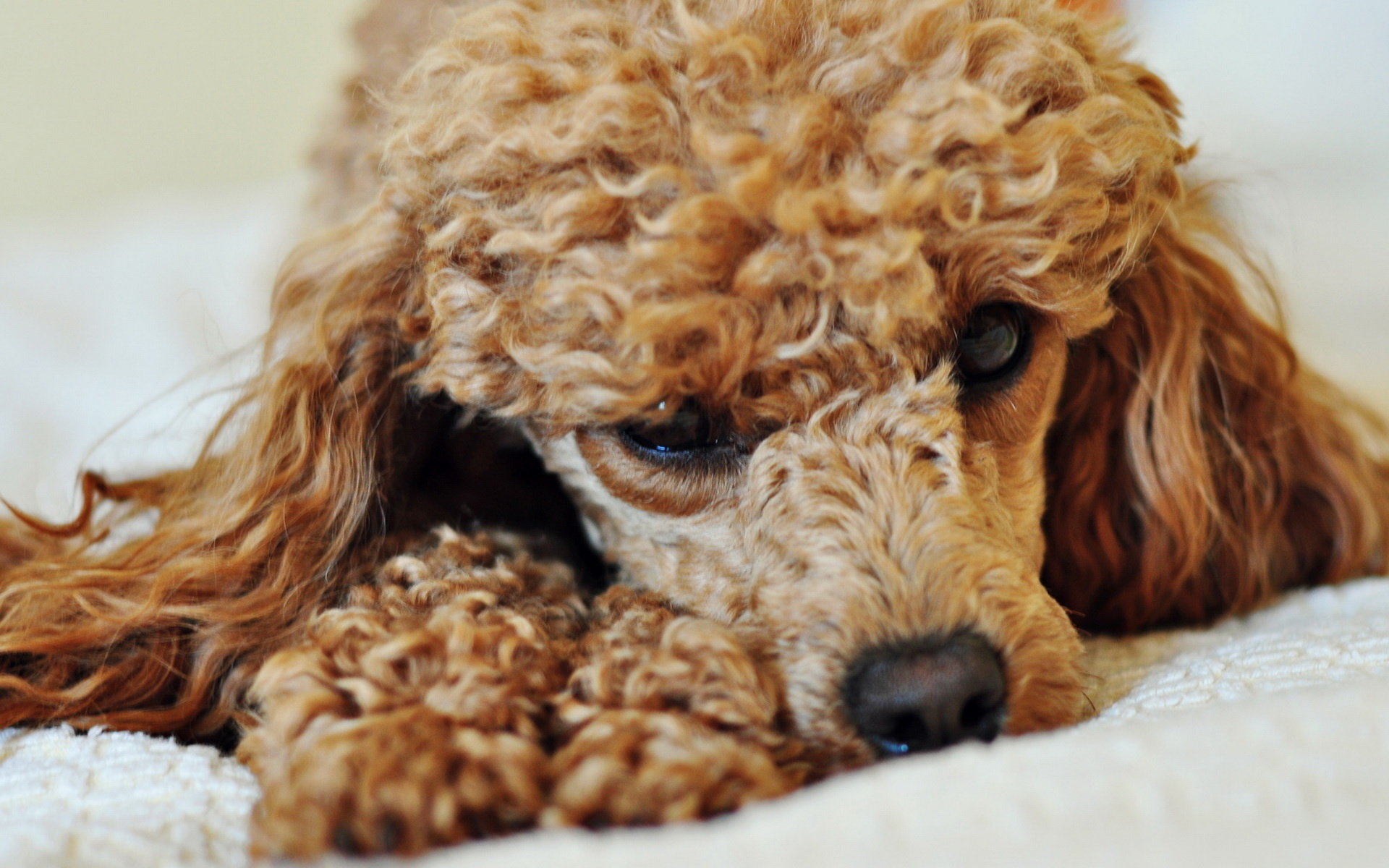 Miniature Poodle Wallpapers - Wallpaper Cave