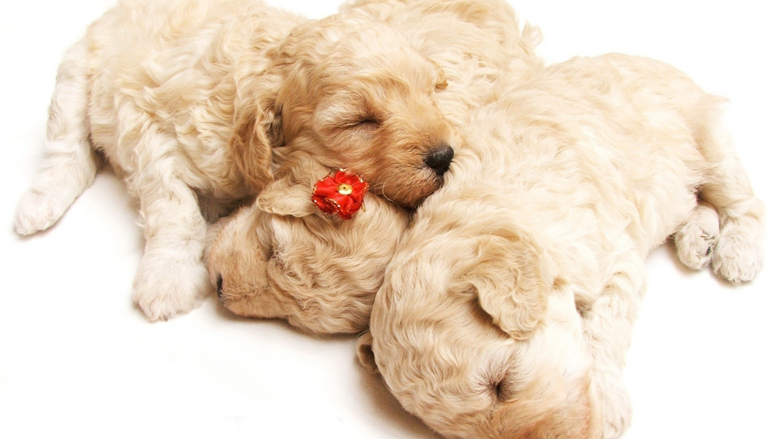 Wallpaper, sleeping, holiday, puppies, curly, dog like mammal, dog crossbreeds, dog breed, cavachon, goldendoodle, cavapoo, puppy love, schnoodle, miniature poodle, cockapoo, dandie dinmont terrier, poodle crossbreed, toy poodle 1920x1080
