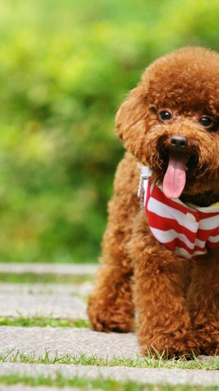 Cute Poodle Wallpaper 2560x1440 81095