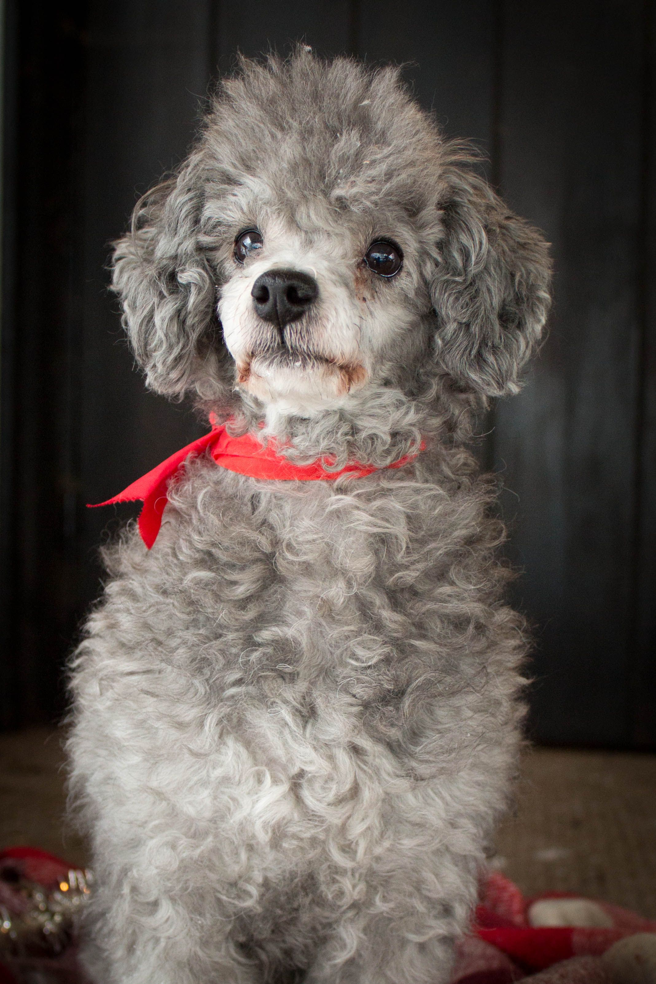 Happy Holidays! Winnie the Poodle #winniethepoodle. Dog wallpaper iphone, Poodle, Dog wallpaper