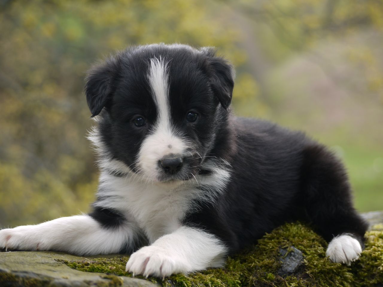 I want this puppy!! Aww. Collie puppies, Border collie puppies, Cute puppies