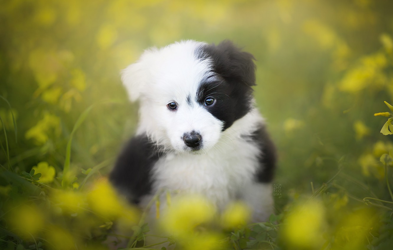 Border Collie Puppy Wallpapers - Wallpaper Cave